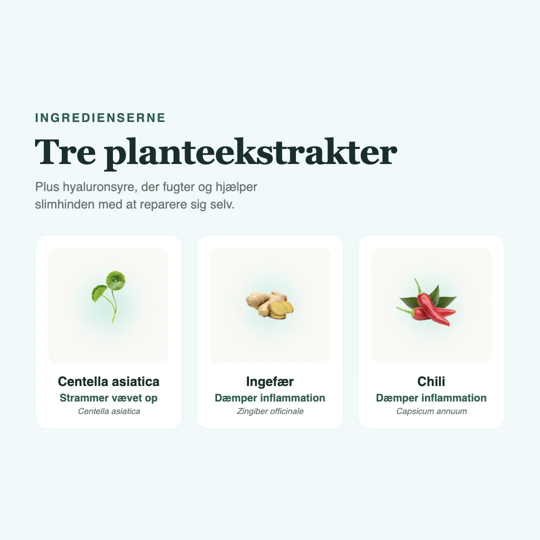 Centella asiatica, ingefær og chili, de tre planteekstrakter i Paxinox Air